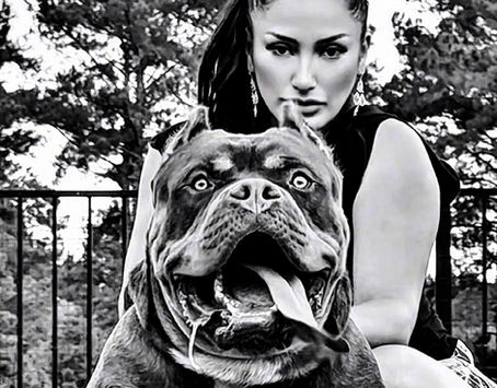 Welcome to The Punisher's World: The XL American Bully Sensation