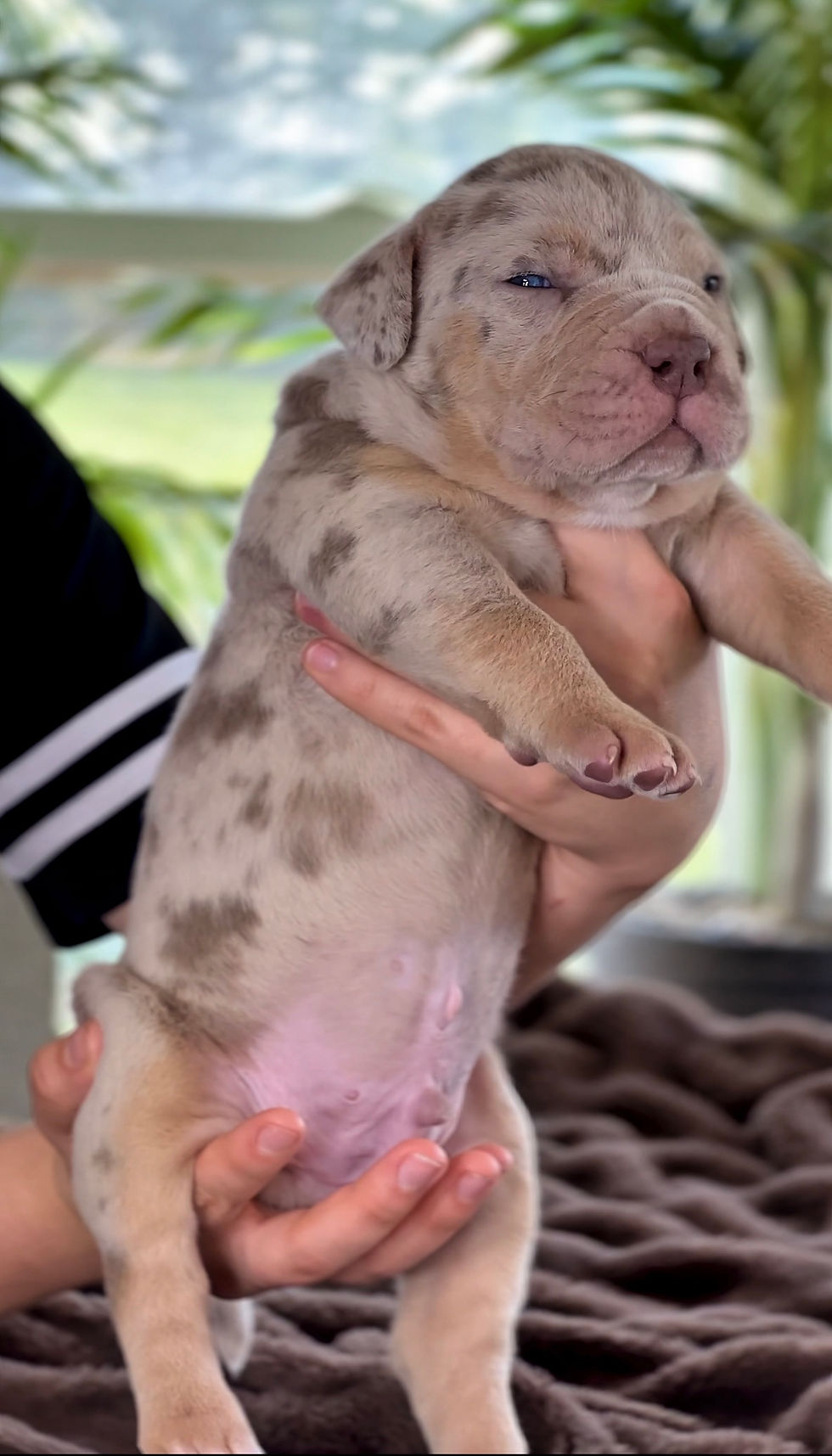 Close-up view of a Merle Bully’s coat showing the marbled pattern