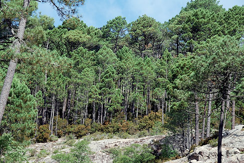 Forêt de l'Ospedale.jpg