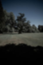 One of the very old trees in the park