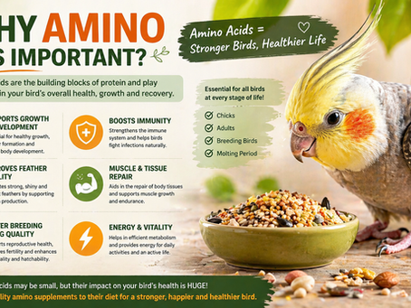 Boost Your Bird's Health with Amino Acids