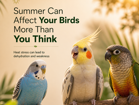 “Heat Stress in Birds: 7 Proven Ways to Keep Your Birds Healthy This Summer”