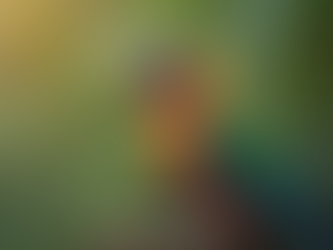 Exploring the Benefits of Bird Health Supplements