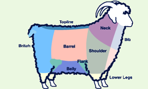mohair goat skirt.gif