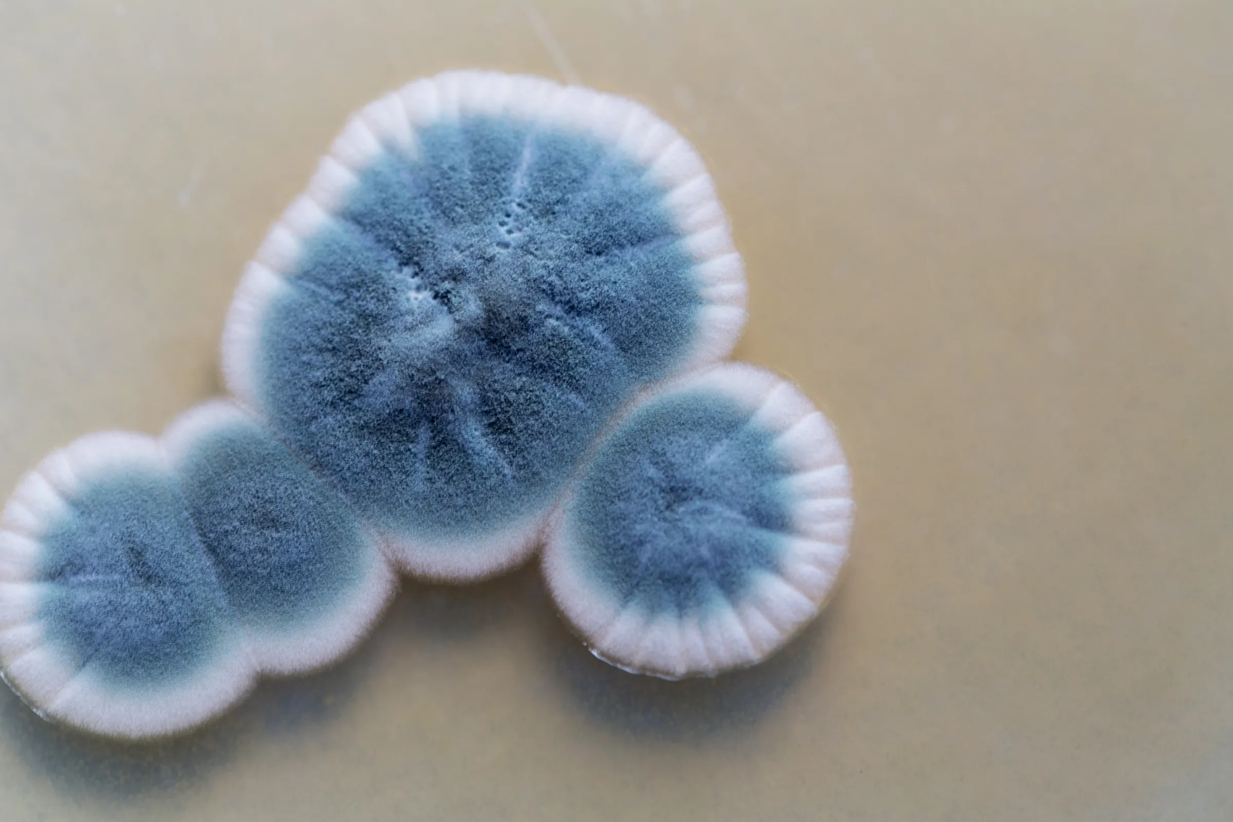 mold pic.webp