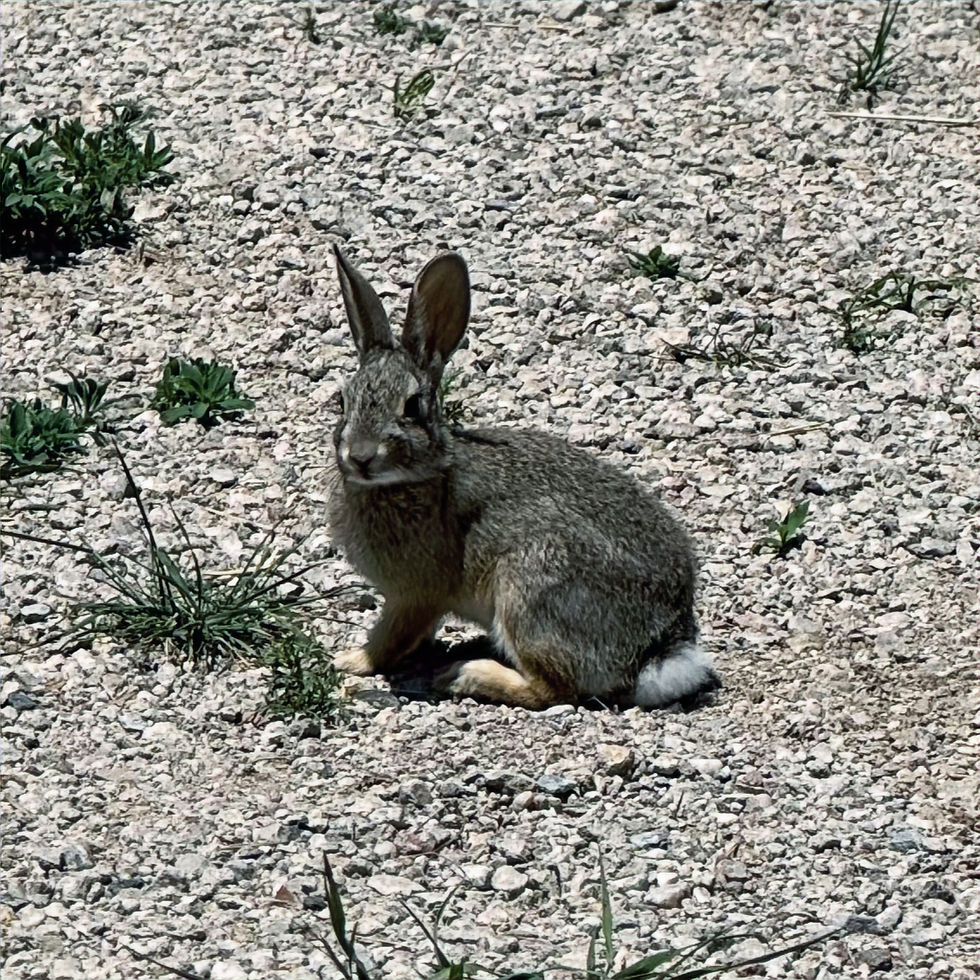 A wild cottontail in rocks.