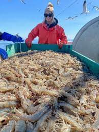 Will Shrimping be Banned in Emerald Isle, NC? 