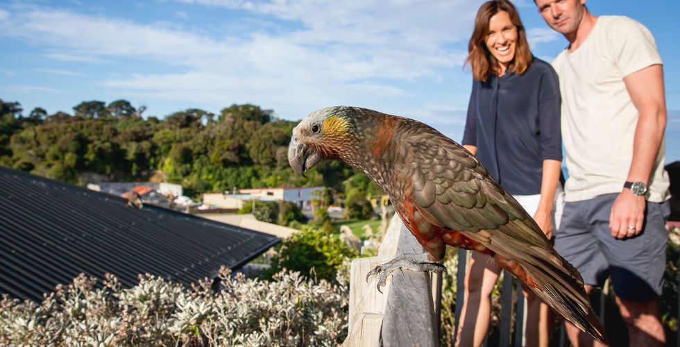 Kaka parrot on Stewart island. New Zealand tours. Guide in New Zealand. What to visit in New Zealand.