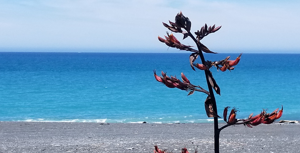 Kaikoura. New Zealand tours. Guide in New Zealand. What to visit in New Zealand.