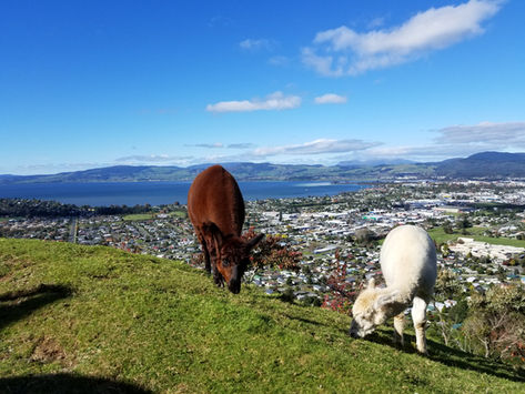 14 days, Auckland - Queenstown, North & South islands of New Zealand
