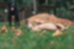 DogsHeaven-2823