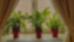 Lotus Blinds Home page image_edited.jpg