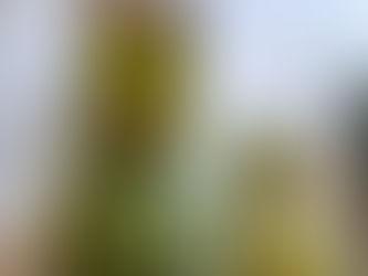 Farmer Result: Clear Size Difference in Watermelon Production