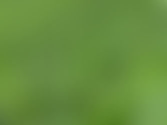 Visible Crop Vigour and Uniform Growth in Dry Bean Production