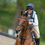 Thumbnail: A horse being ridden whilst wearing a Black Fairfax Martingale