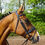 Thumbnail: GFS COMBI DRESSAGE BRIDLE