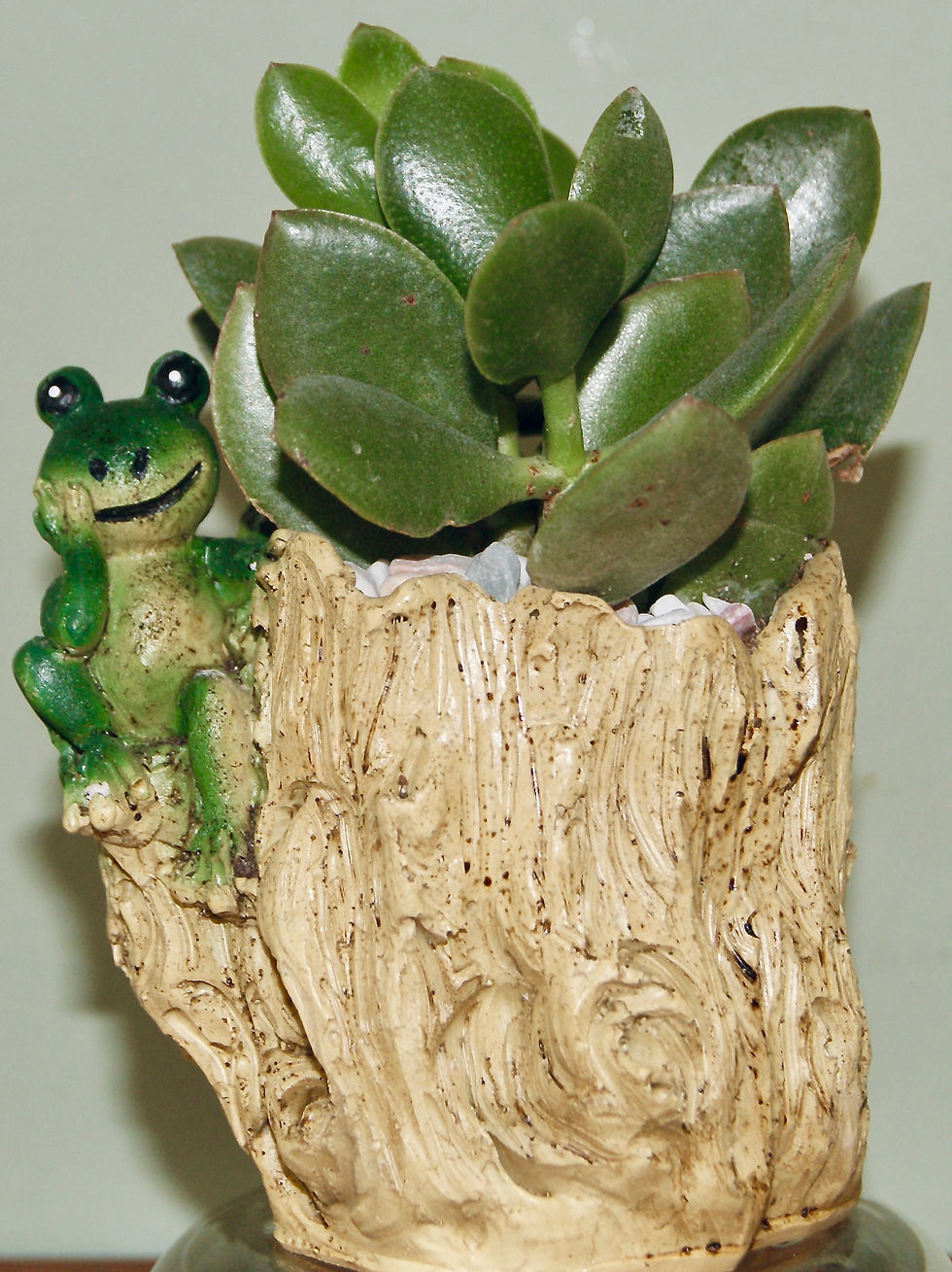 Thumbnail: Succulents