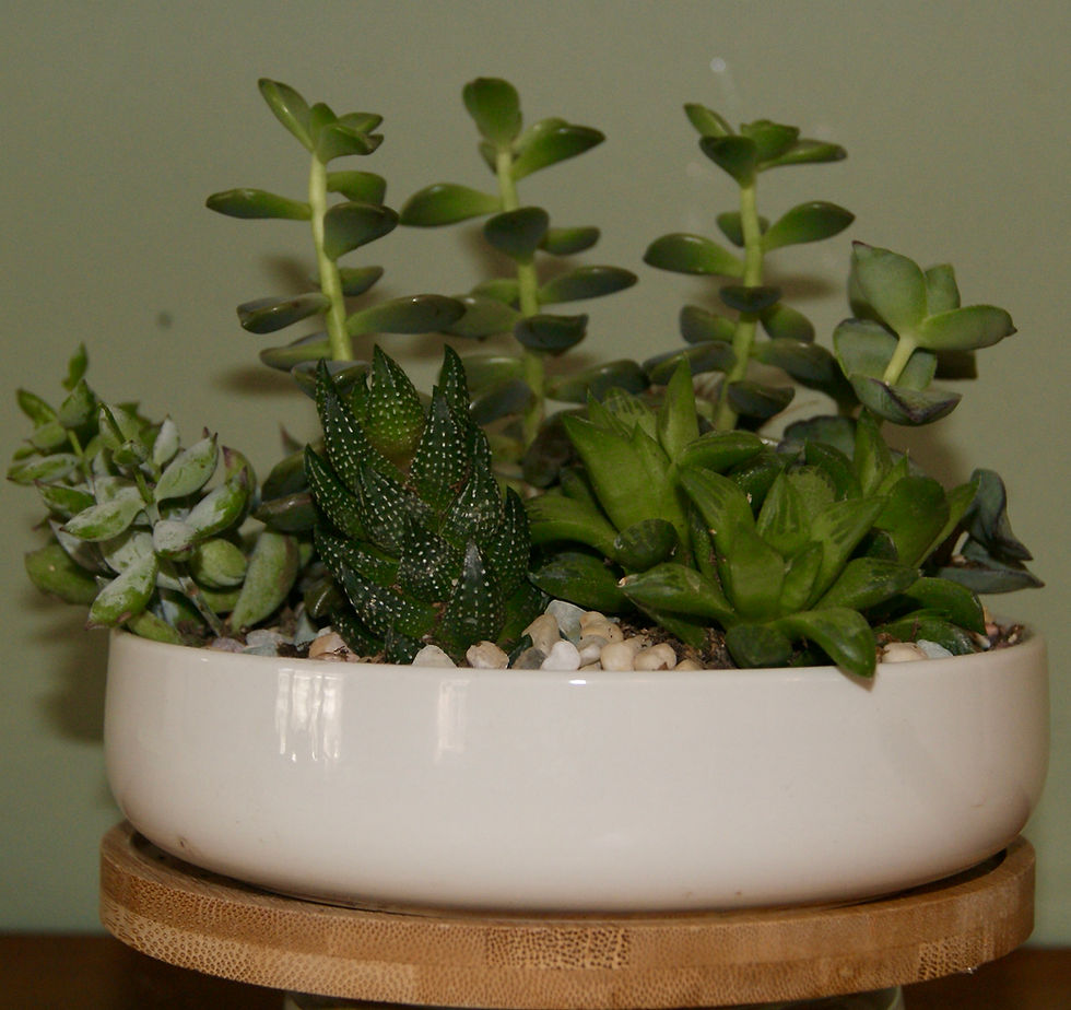 Thumbnail: Succulents