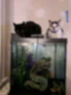 Rondelle (aka Puck) & Skye
