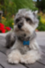Maurice