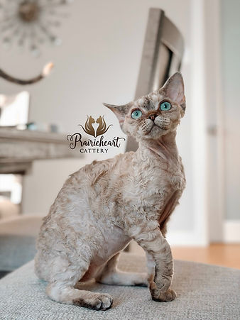 thumbnail_eZy Watermark_27-02-2025_05-22-48-8160PM.jpg