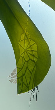 IMG_5651_edited.jpg