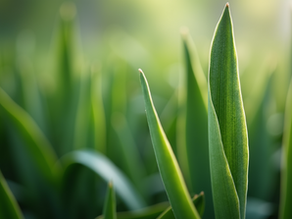 Discover the Most Exciting Easiest Indoor Plants You Can Grow Effortlessly