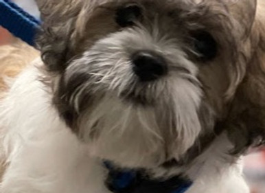 bronte dog picture 2.jpg