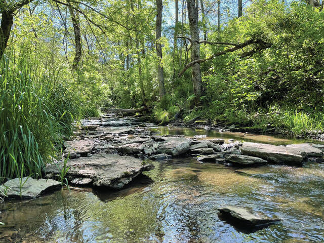 Jessamine Creek