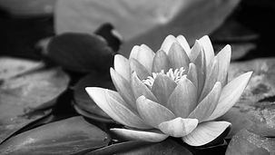 water-lily-1641032_1920.jpg