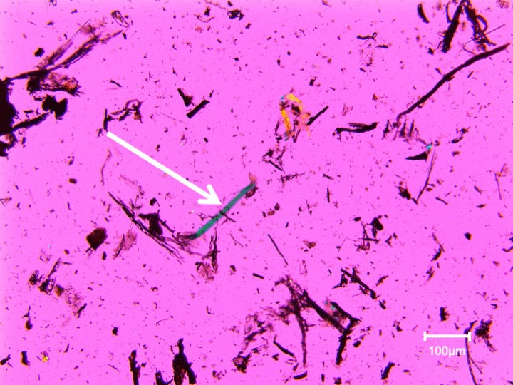 せっこうボード中クリソタイル(灰化後)