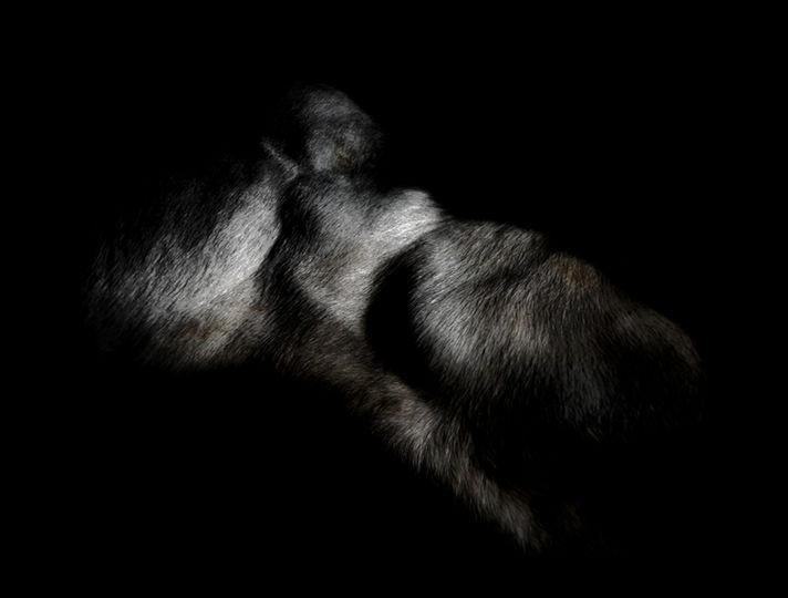 photographie animal pelage poil cheval préhistoire fragment de corps inquiétante étrangeté fourreau des hongres