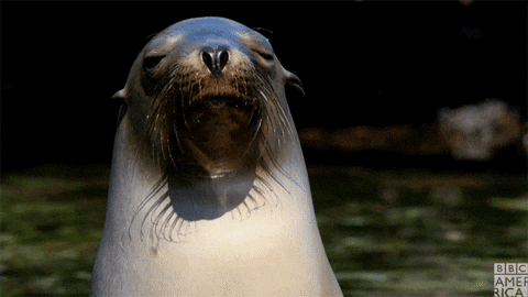 giphy-7.gif