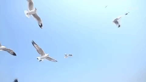 giphy-8.gif
