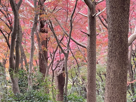 鎌倉紅葉ハイキング 獅子舞の谷