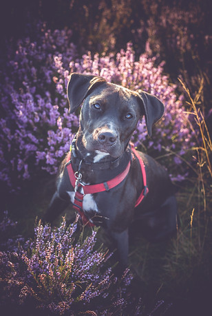 Hond Sjef in de heide