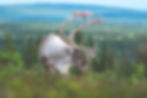 Poro Ylläksessä tunturimaisemassa