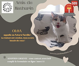 Beige et Gris Forme Moderne Refuge Chat Prévention Adoption Publication Facebook (3).jpg
