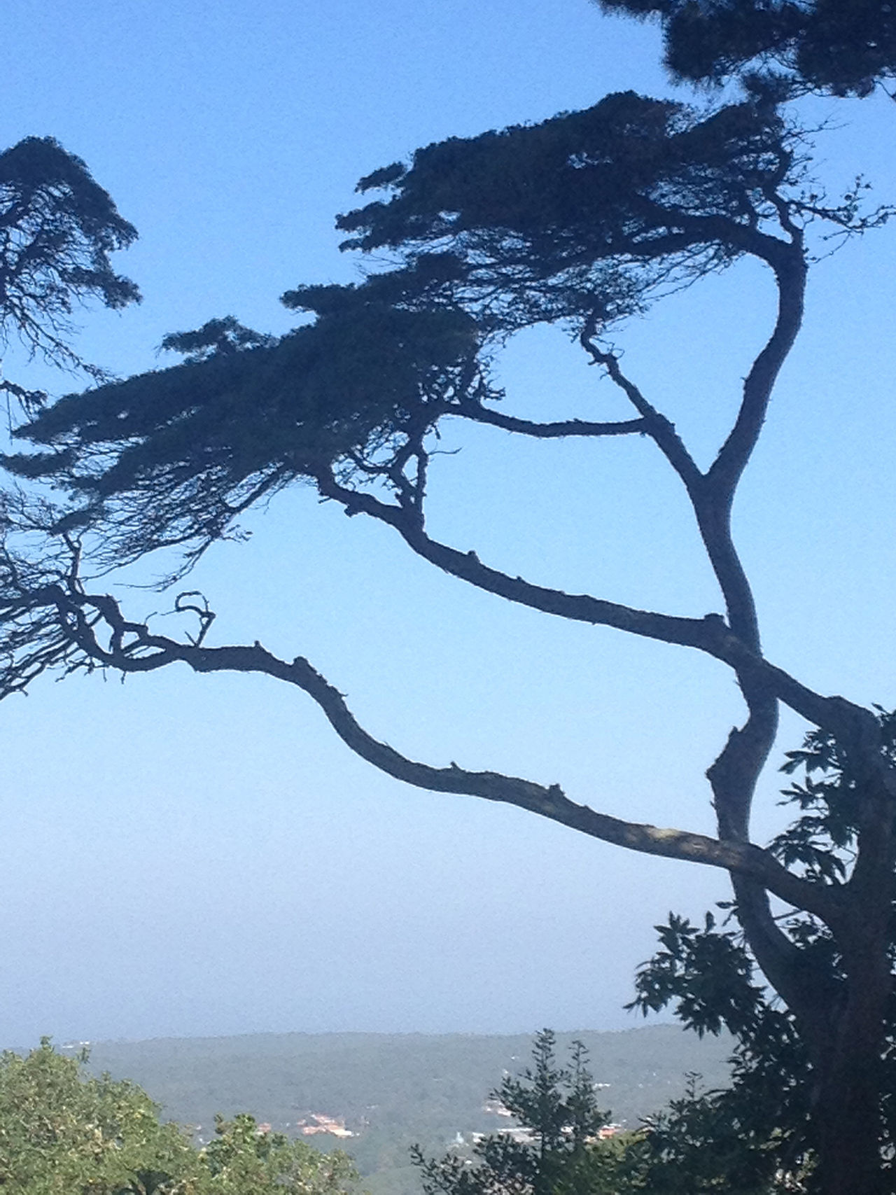 Arbutus tree