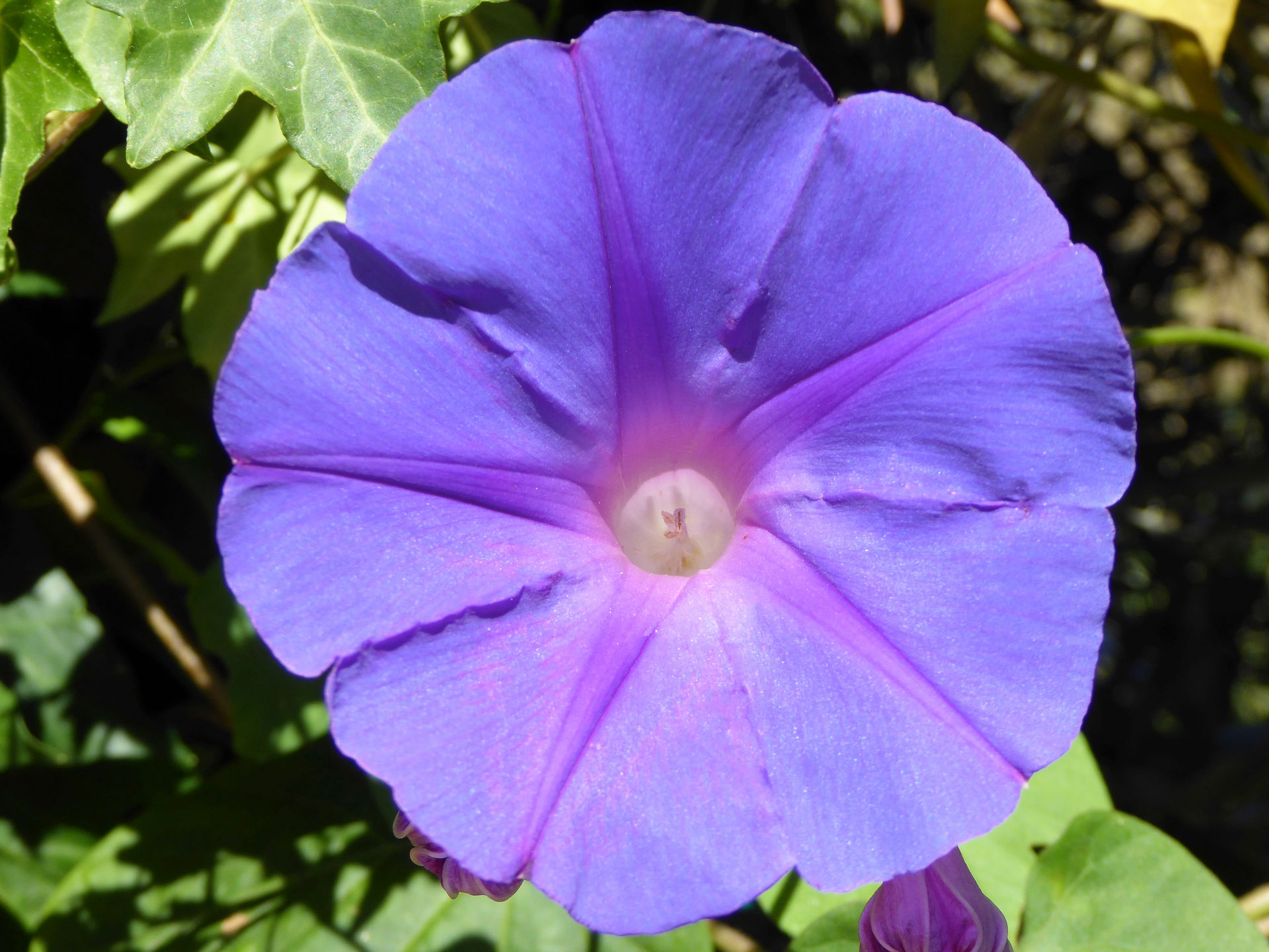 morning glory