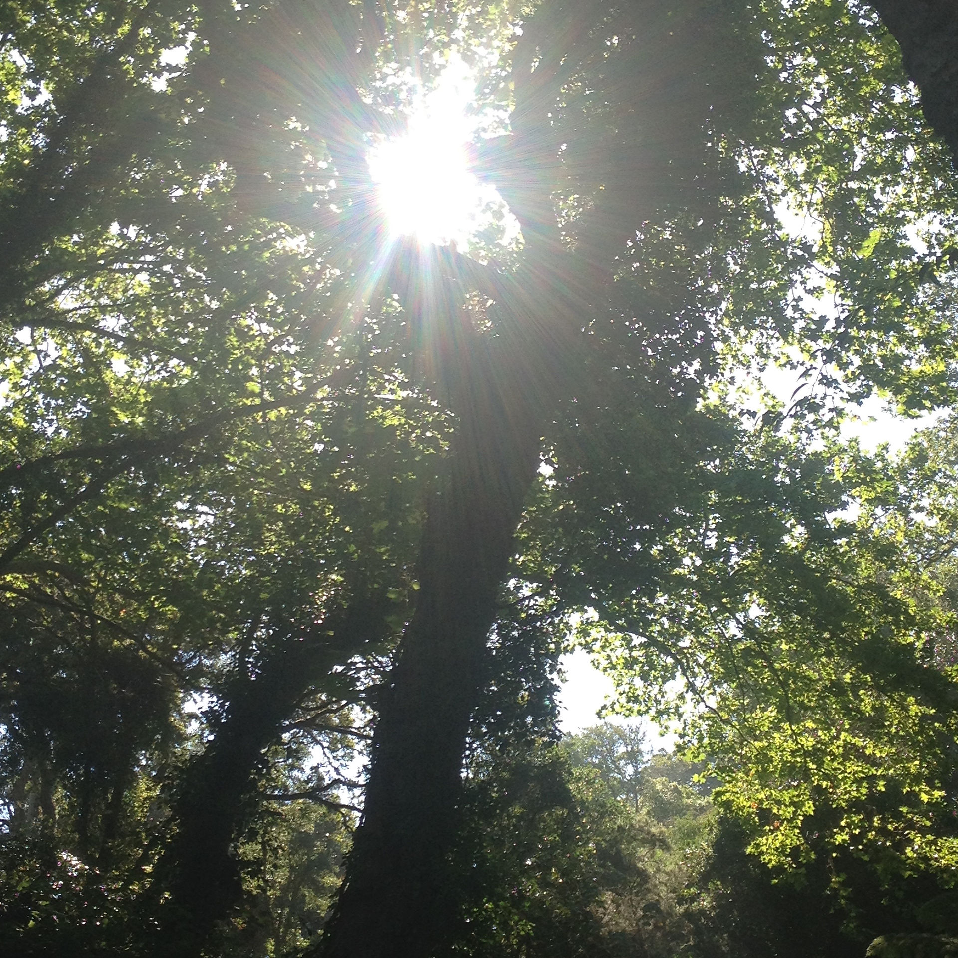 forest light