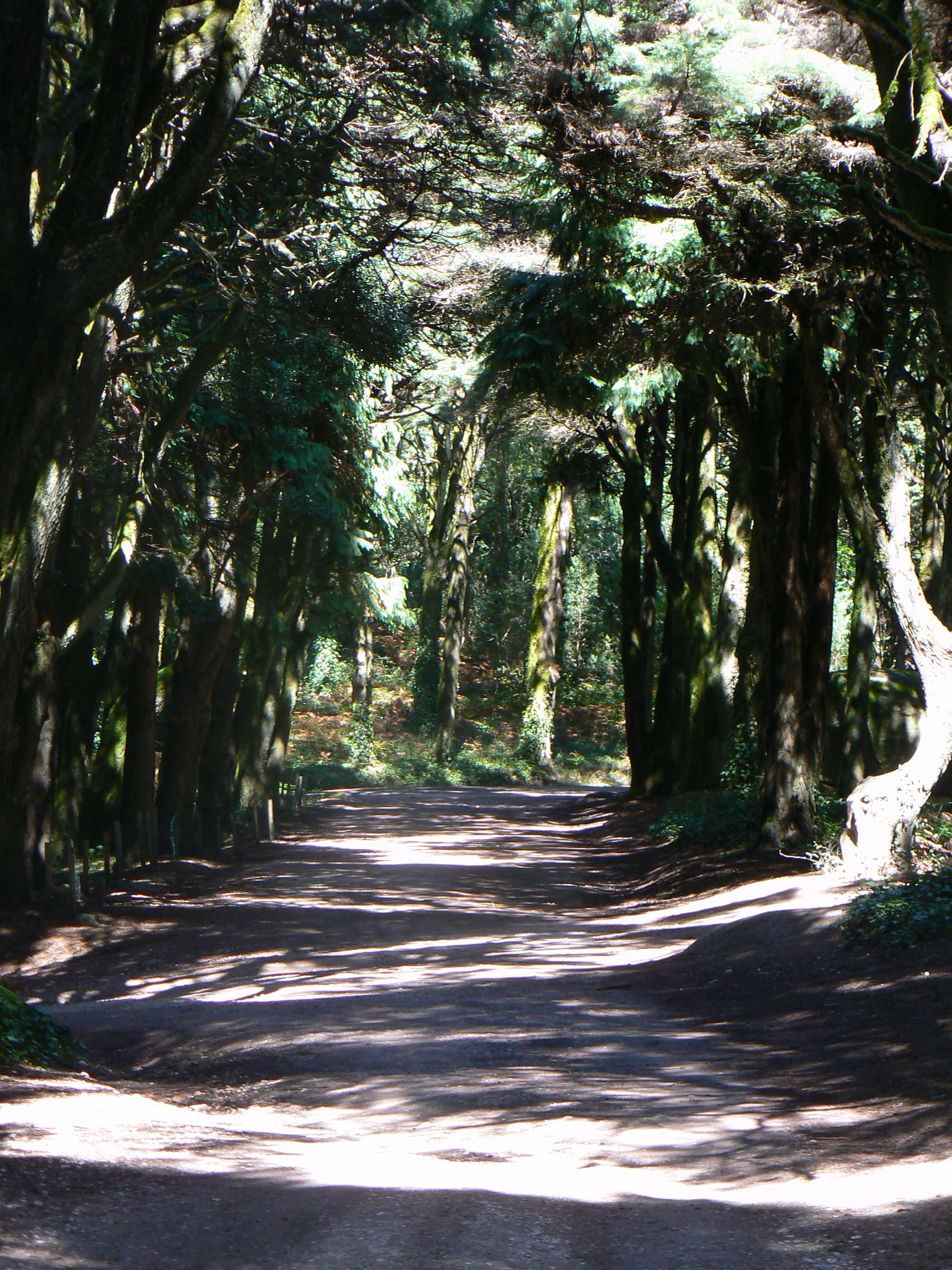 Sintra National forest