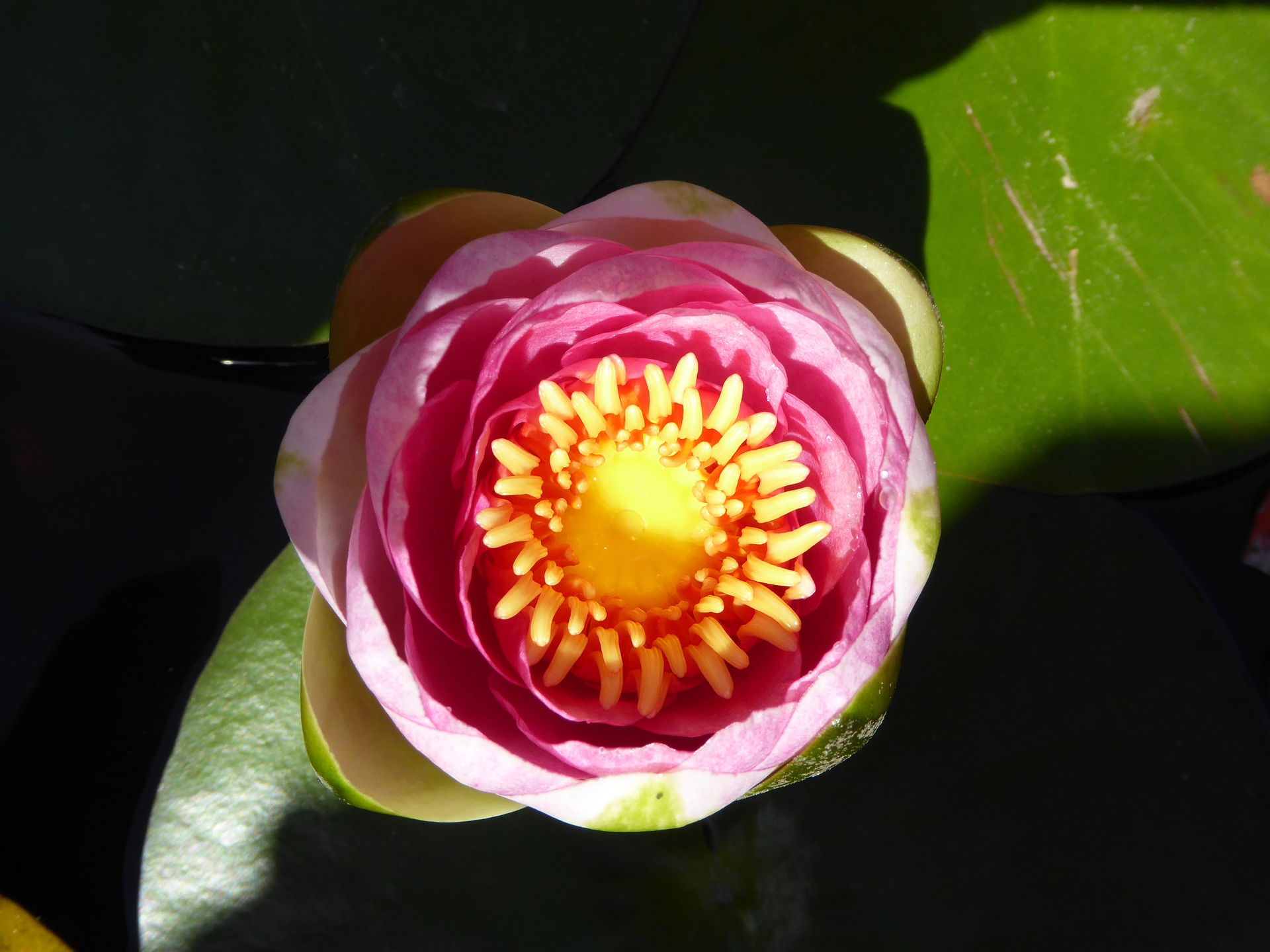 lotus