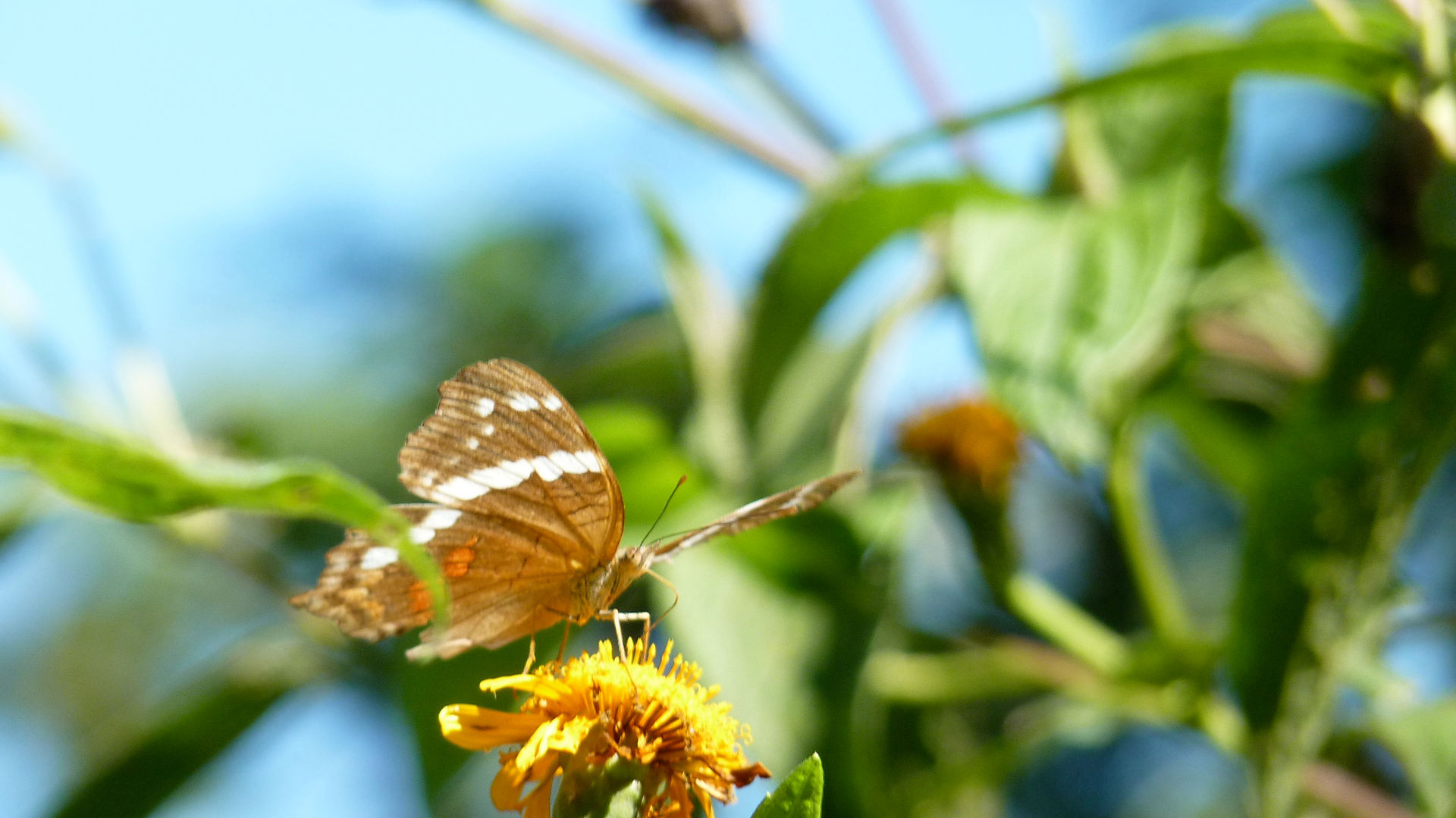 butterfly