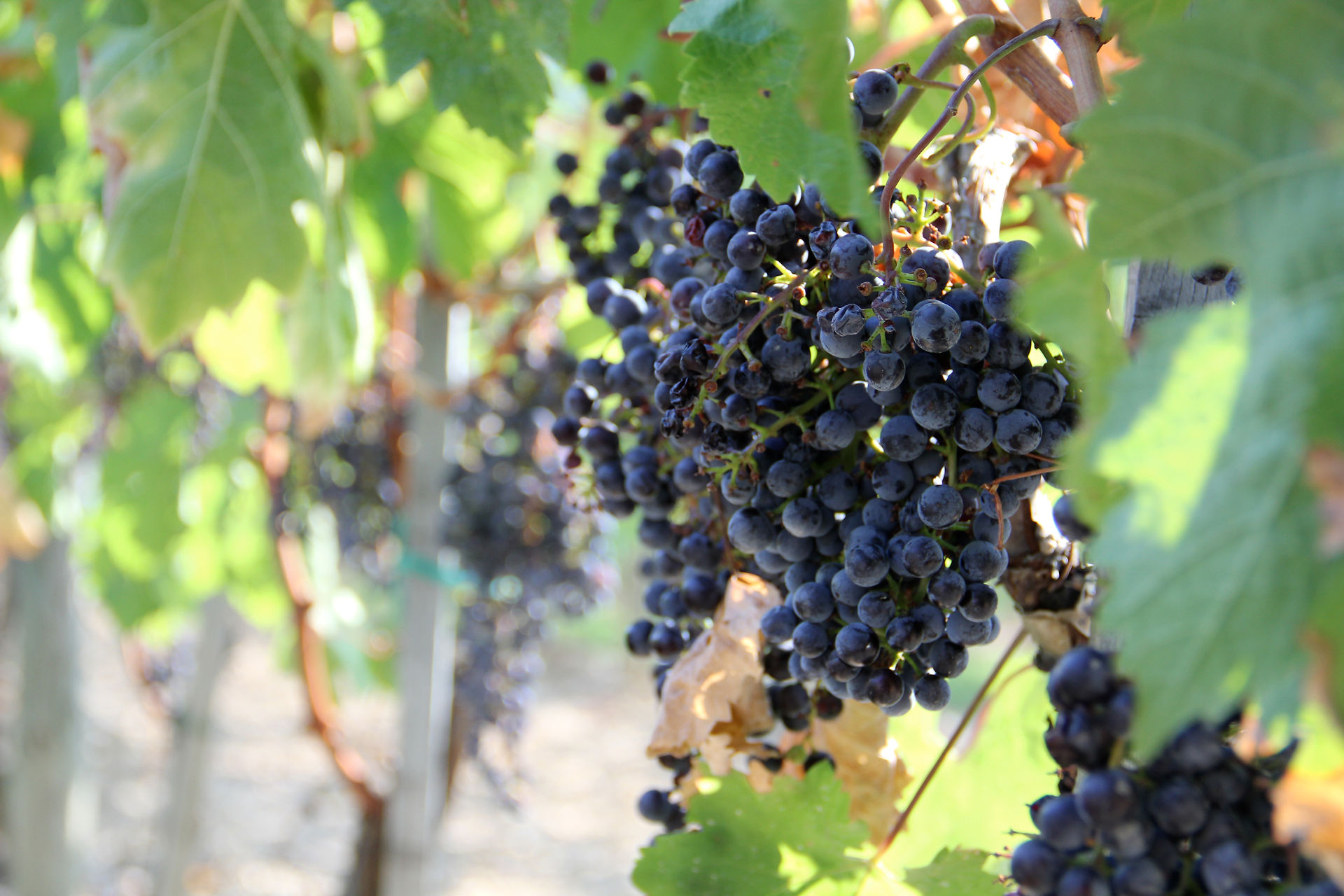 Grapes