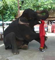 Olifant_edited.jpg
