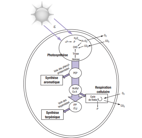 biosintese-moleculas-aromaticas.png