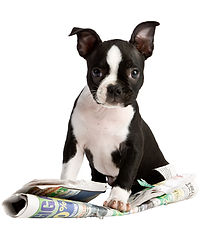 A dog with a behaviour problem