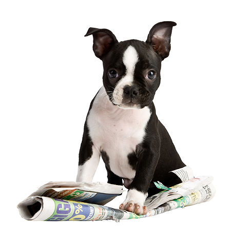 A puppy visit in Manchester city centre with a puppy sitting on a newspaper.