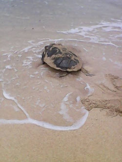 turtle